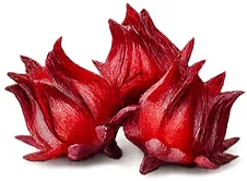 Cardilax — Hibiscus, roselle flower (Hibiscus sabdariffa)