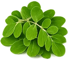 Cardilax — Moringa en polvo (Moringa oleifera)