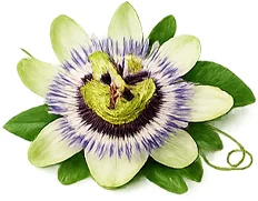 Cardilax — Passionflower (Passiflora edulis)
